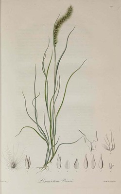 8676
<br/>
Révision des graminées, publiées dans les Nova genera et species plantarum de Humboldt et Bonpland; précédée d'un travail général sur la famillie des graminées.
<br/>
<em></em>